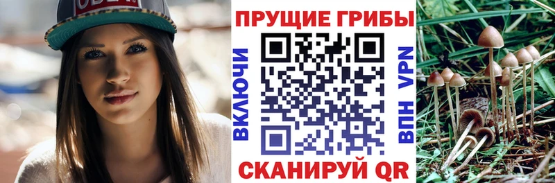 Галлюциногенные грибы Cubensis Купить закладки Заозёрный